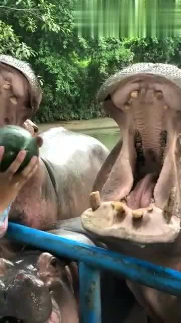 石狮网红吃瓜事件视频,揭秘网络争议背后的真相  第2张